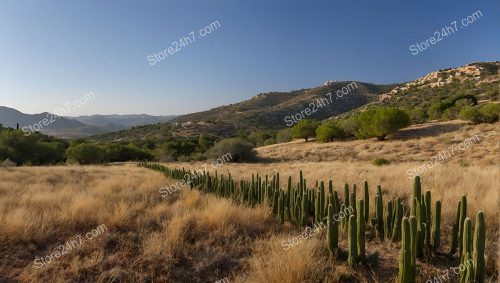 Rugged Desert Cacti Land Sale
