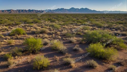 Expansive Desert Landscapes for Sale