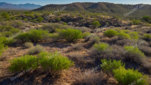 Rugged Desert Foothills Land for Sale
